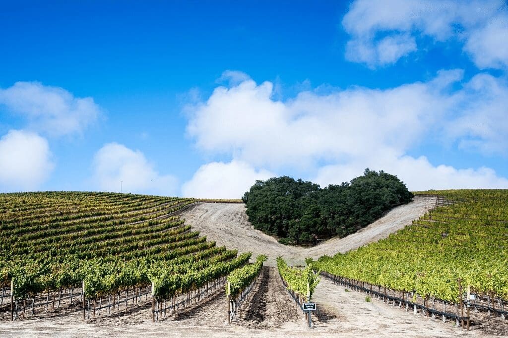 • Olive Oil Farms Are The Main Source Of Attraction For Visitors